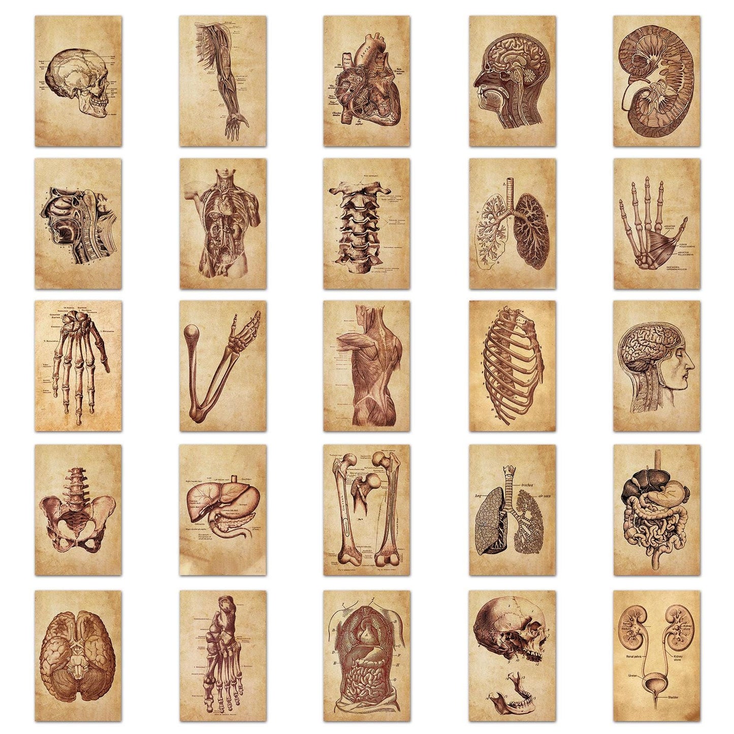 Medtechkits- 50 Pcs Vintage Medical Anatomy Stickers- -
