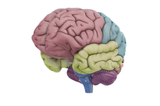 3D Brain Model