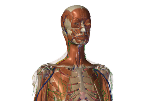 Interactive 3D Human Anatomy