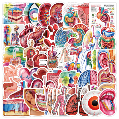MedTech- 50 Organ Stickers- - 