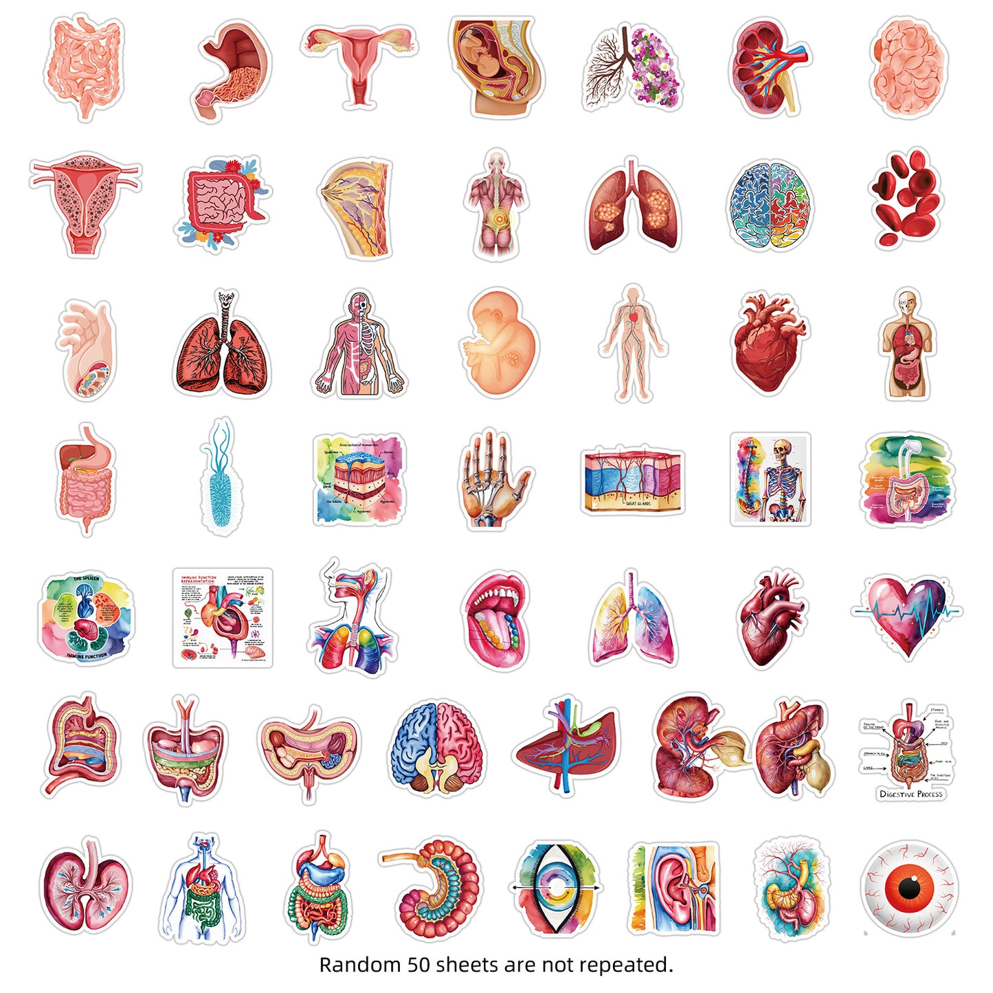 MedTech- 50 Organ Stickers- - 
