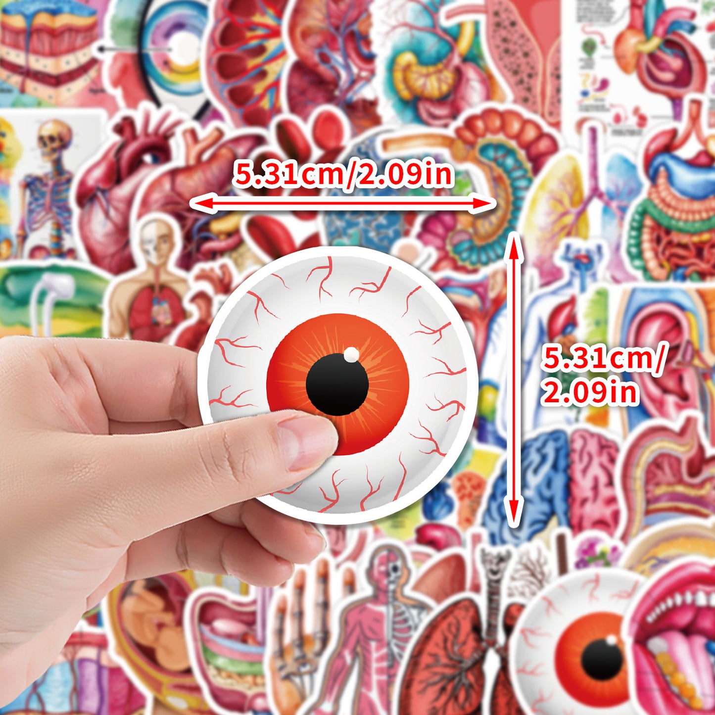 MedTech- 50 Organ Stickers- - 