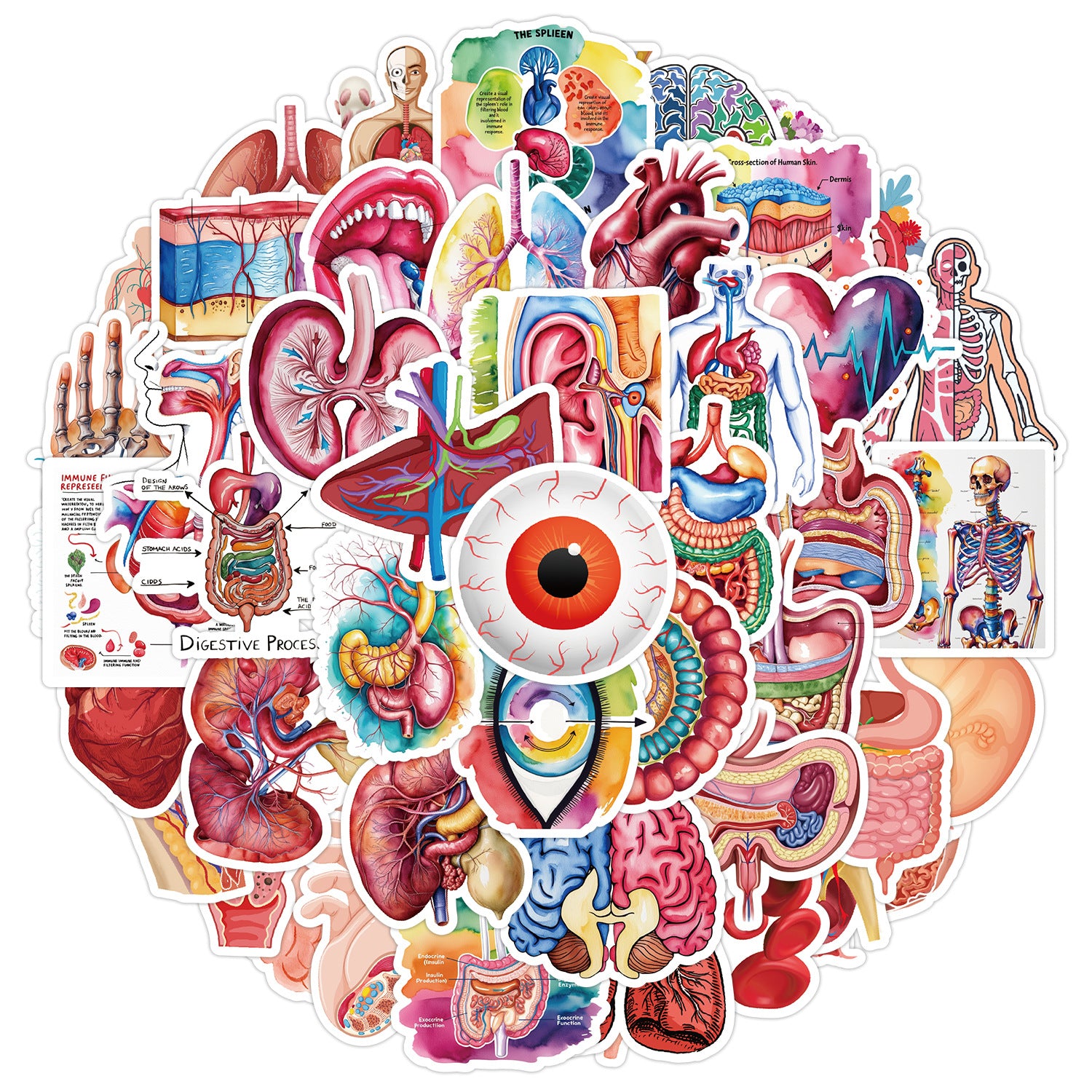 MedTech- 50 Organ Stickers- - 