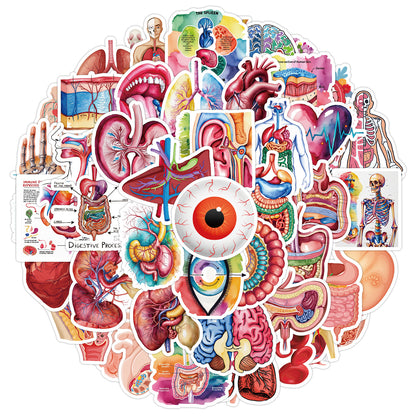MedTech- 50 Organ Stickers- - 