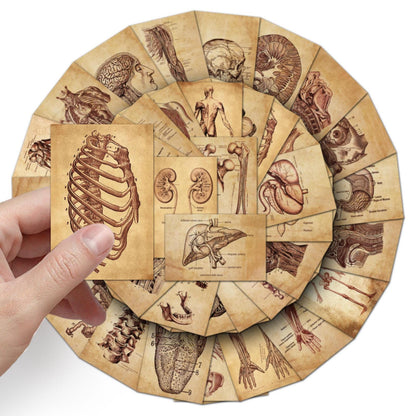 Medtechkits- 50 Pcs Vintage Medical Anatomy Stickers- - 