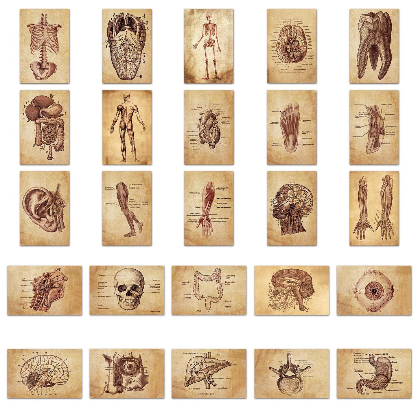 Medtechkits- 50 Pcs Vintage Medical Anatomy Stickers- - 