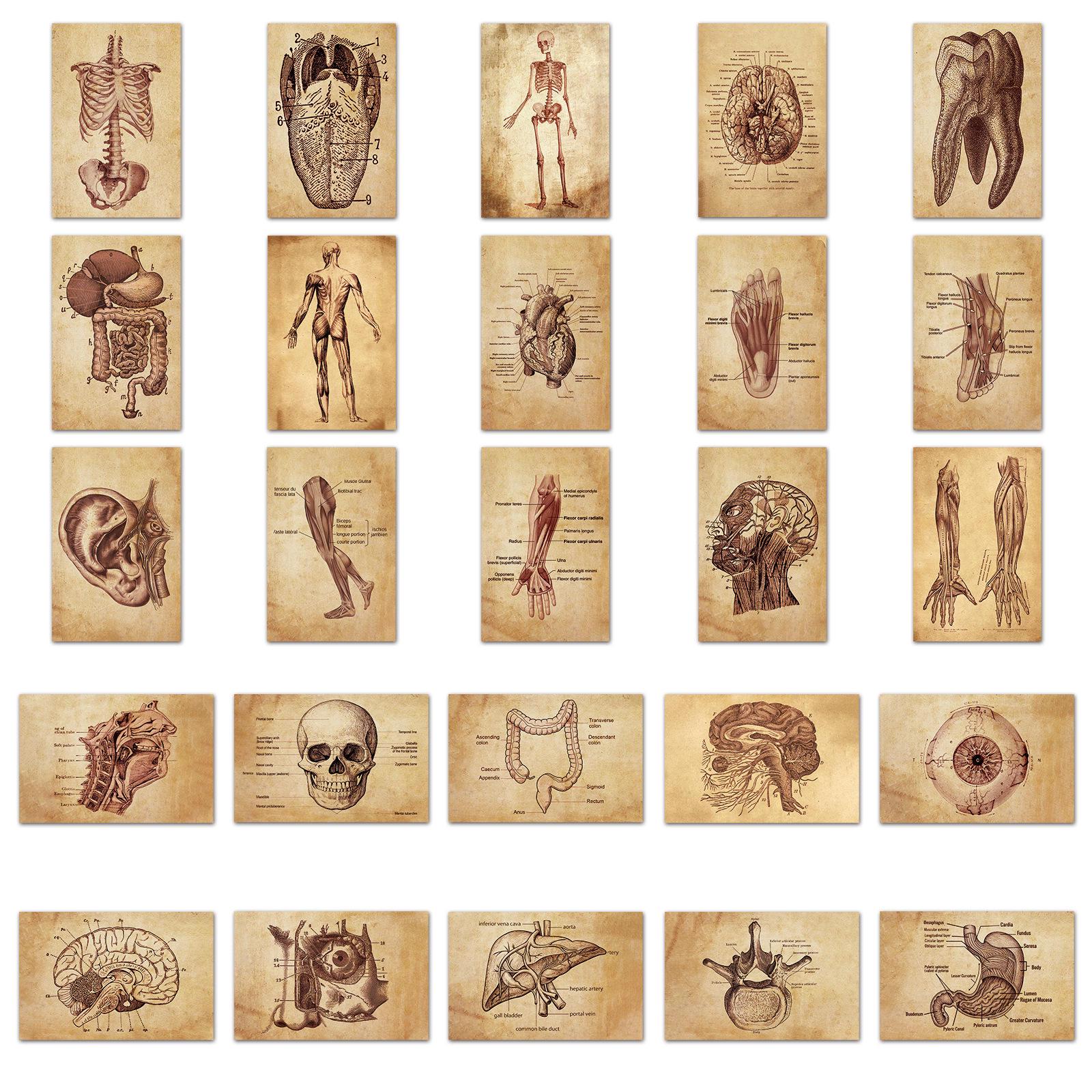Medtechkits- 50 Pcs Vintage Medical Anatomy Stickers- - 