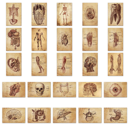Medtechkits- 50 Pcs Vintage Medical Anatomy Stickers- - 