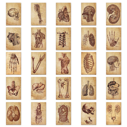 Medtechkits- 50 Pcs Vintage Medical Anatomy Stickers- - 