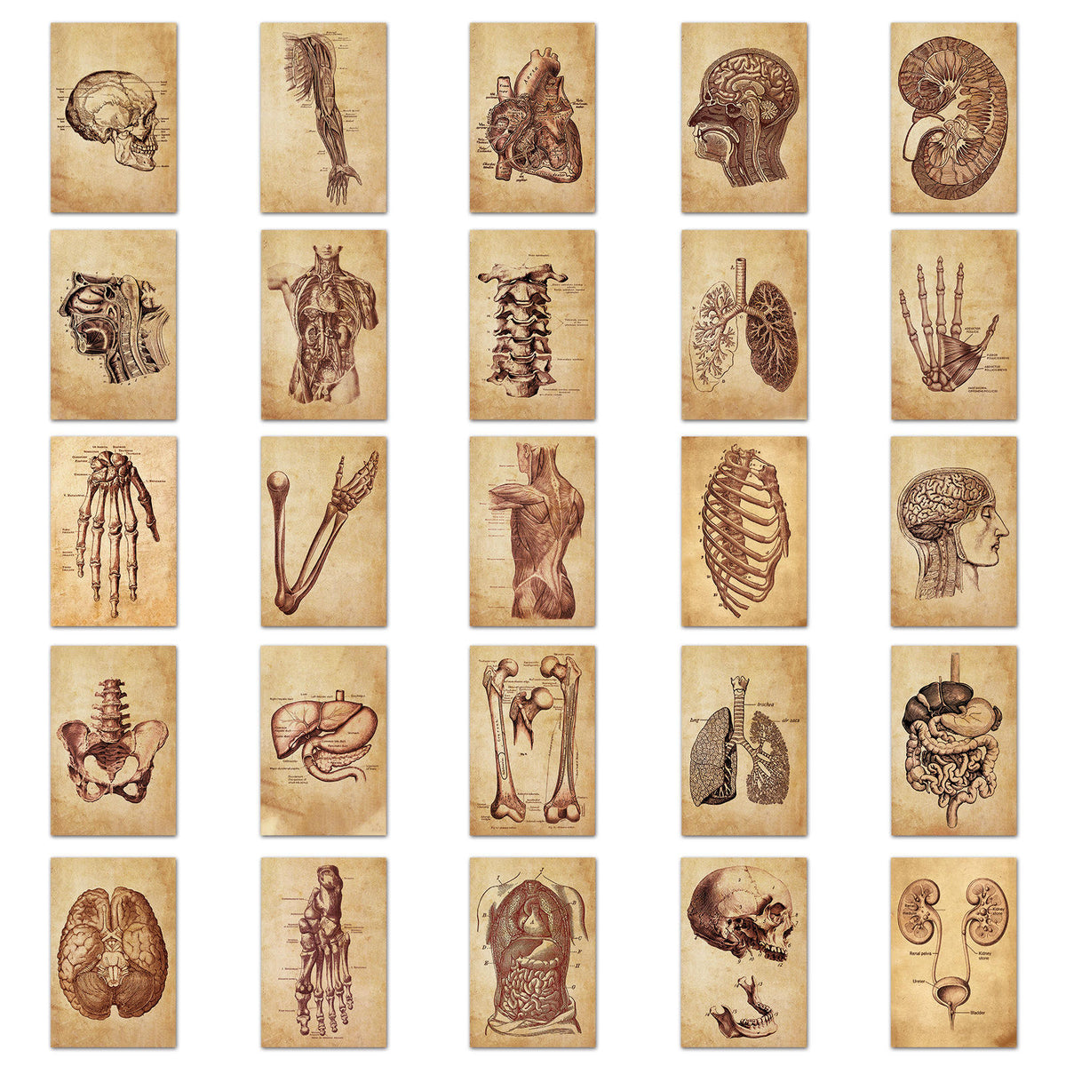 Medical Anatomy Stickers
