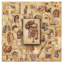 Medtechkits- 50 Pcs Vintage Medical Anatomy Stickers- - 
