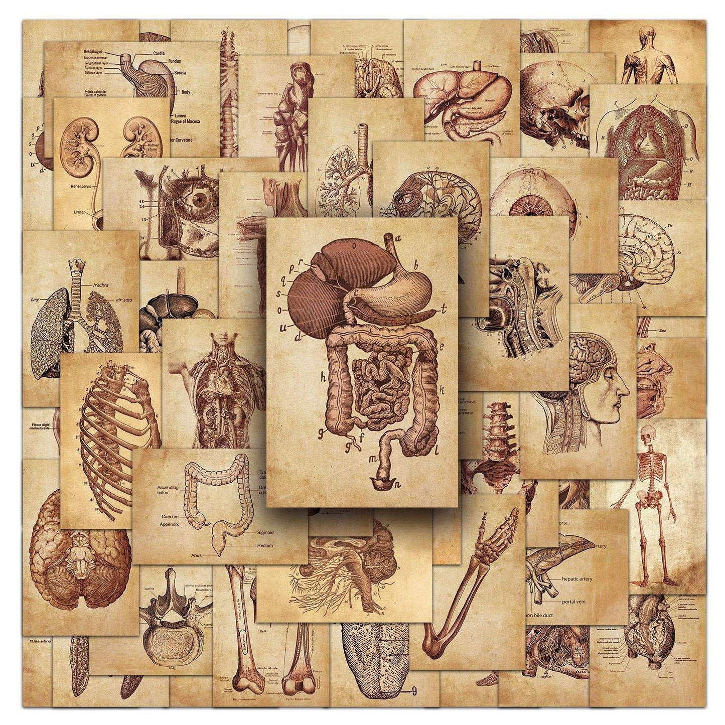 MedTech Medical Anatomy Stickers