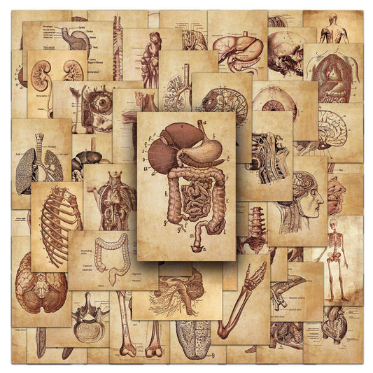 MedTech Medical Anatomy Stickers