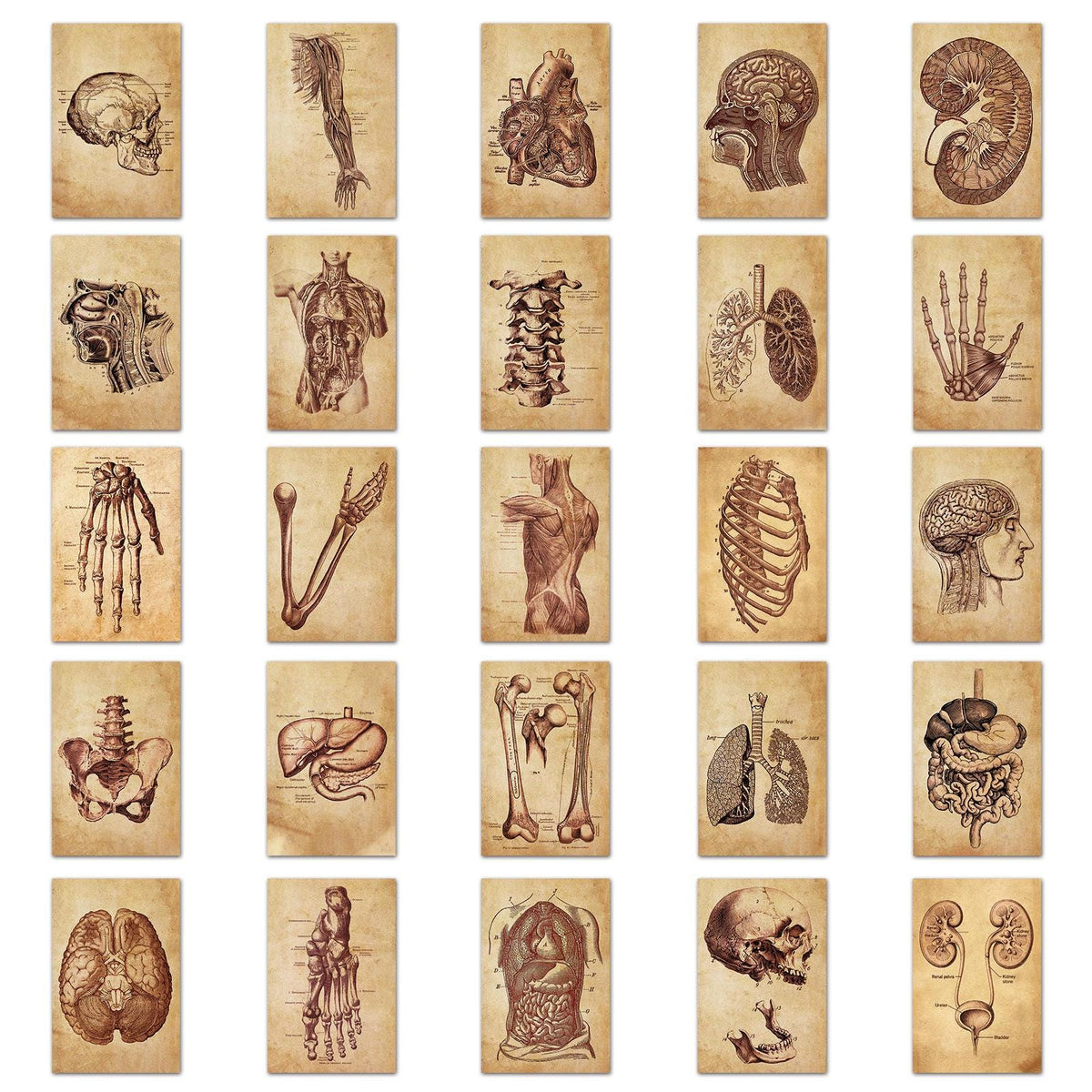 Medtechkits- 50 Pcs Vintage Medical Anatomy Stickers- - 