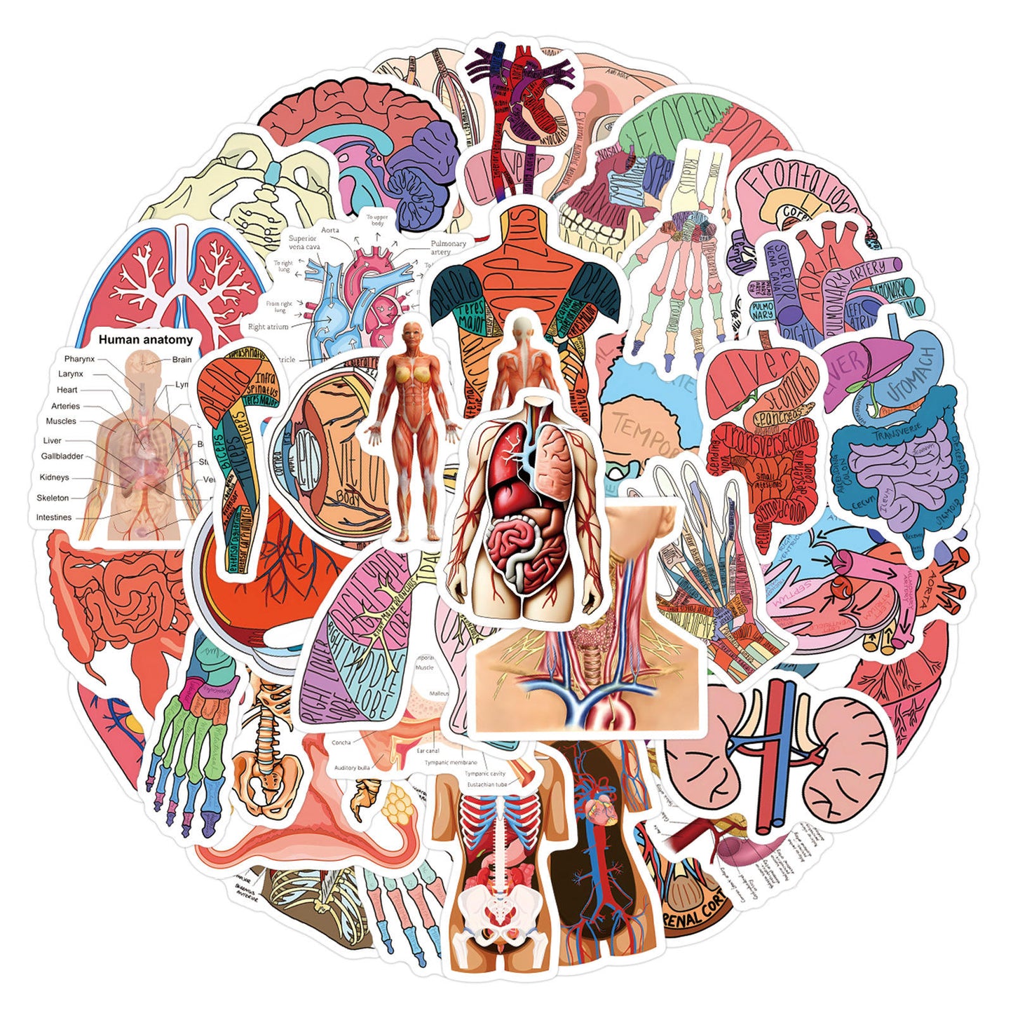 MedTech- 60 Pcs Cartoon Human Organ Stickers 2- - 