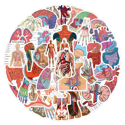 MedTech- 60 Pcs Cartoon Human Organ Stickers 2- - 