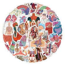 60 Pcs Cartoon Human Organ Stickers